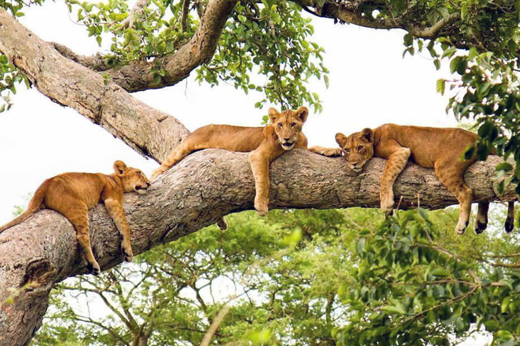 Tree Climbing Lions
