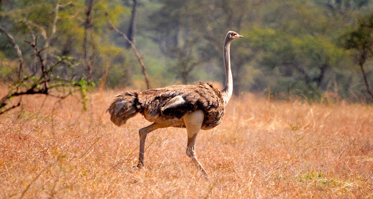 Uganda Birding Safaris