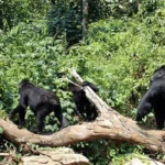 Uganda Gorilla Safari
