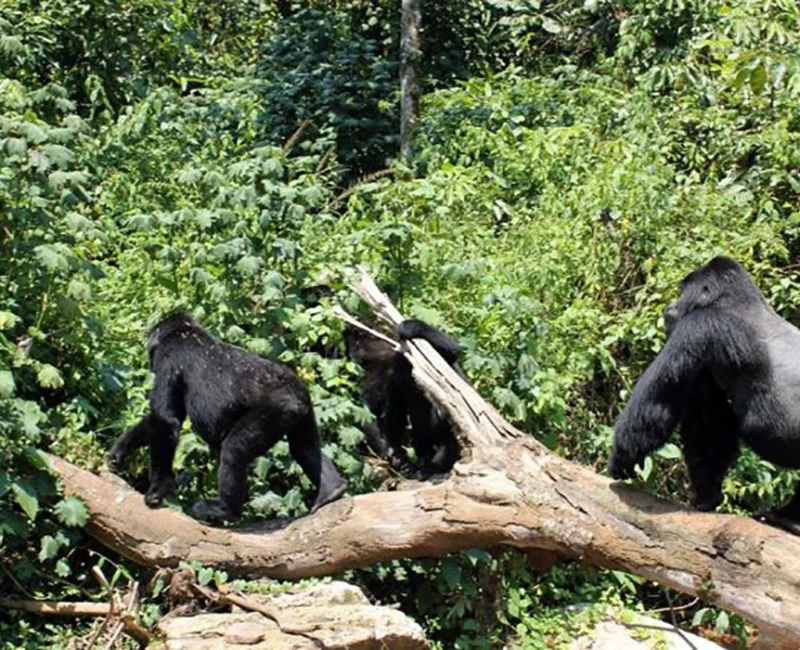 Uganda Gorilla Safari