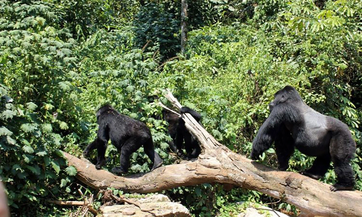 Uganda Gorilla Safari