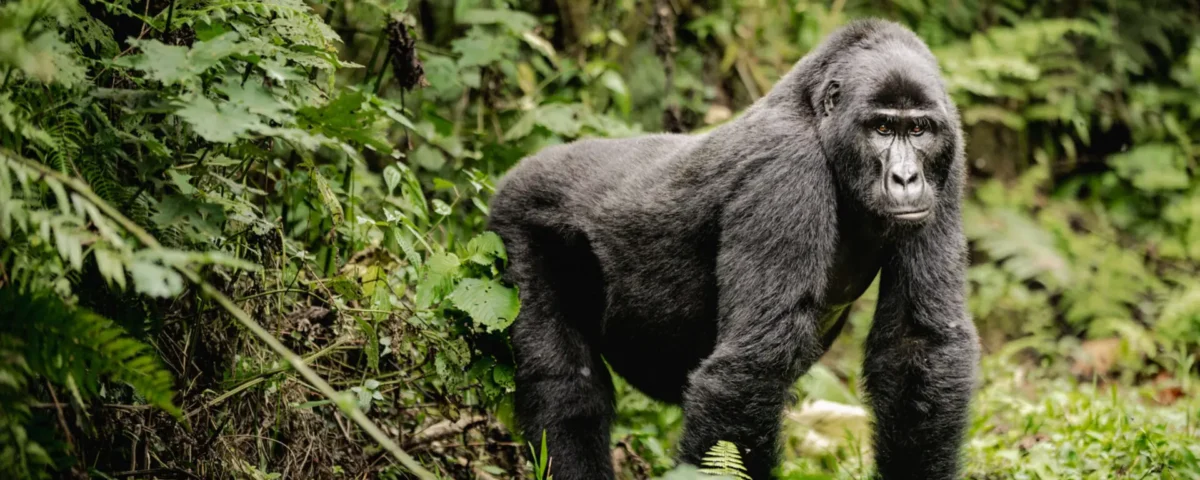 Uganda Gorilla Trekking