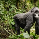 Uganda Gorilla Trekking