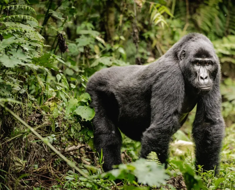 Uganda Gorilla Trekking