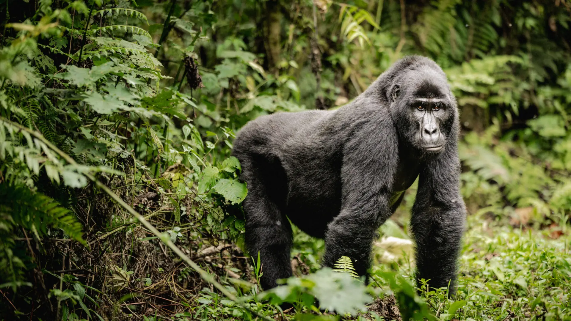 Uganda Gorilla Trekking
