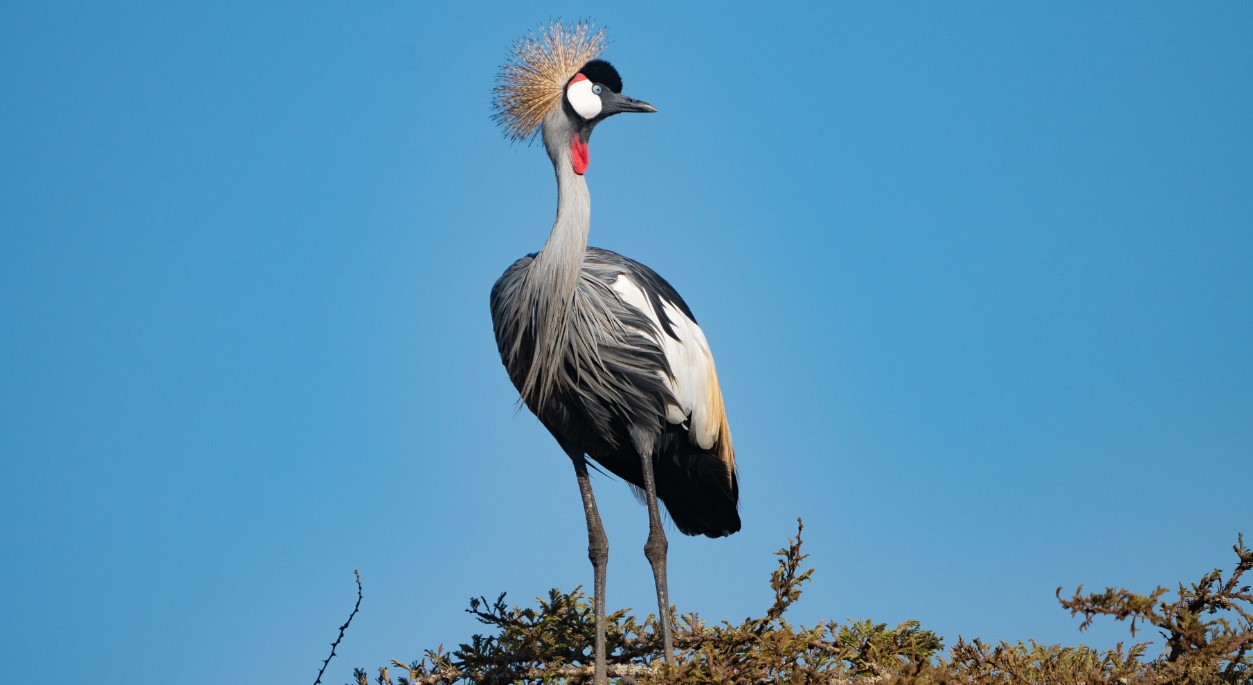 Uganda birding Tours