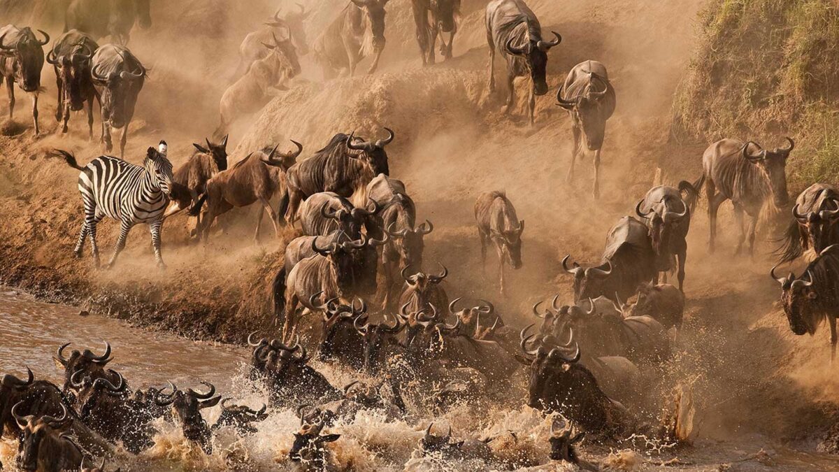 Wildebeest Migration Kenya