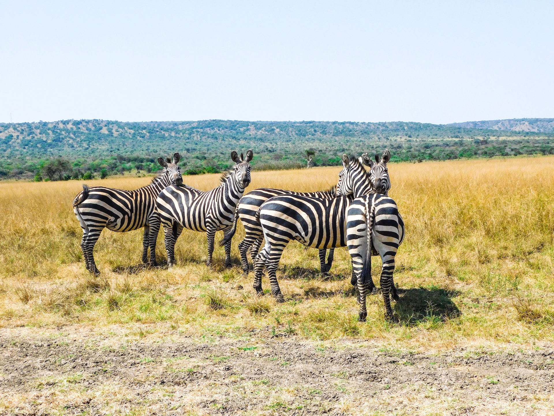 Wildlife Trip Akagera