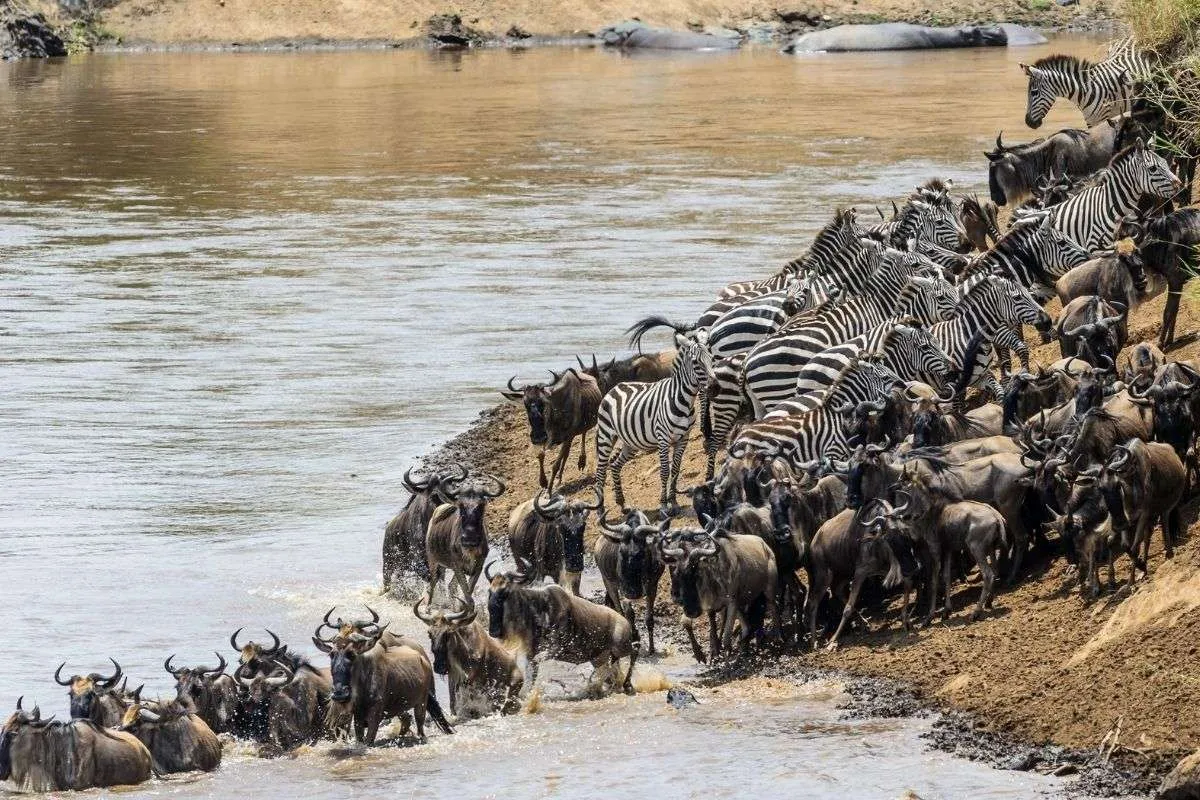 Kenya Migration Safari