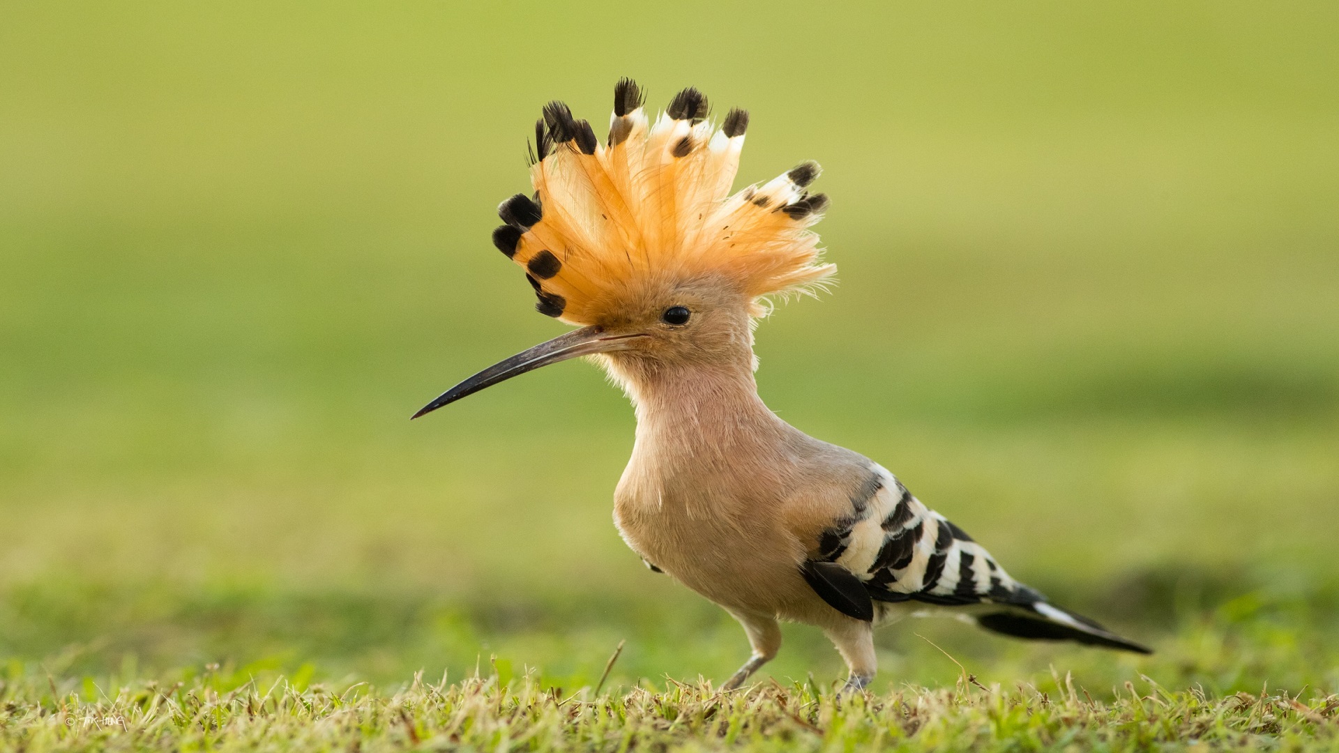Kenya Birding Safaris
